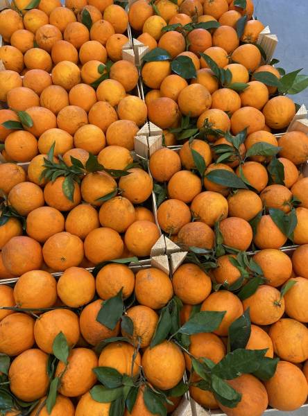 Acheter des oranges à dessert issues de l'agriculture biologique pour la cantine de votre entreprise à Lambesc proche d'Aix-en-Provence