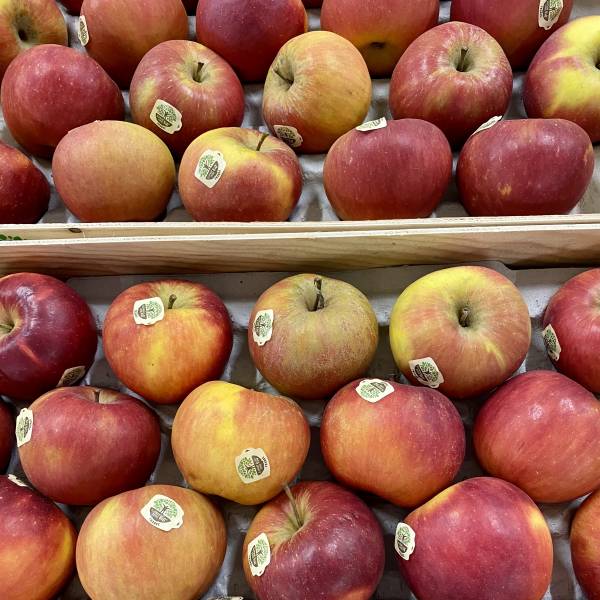 Grossiste fruits et légumes issus de l'agriculture biologique en Provence