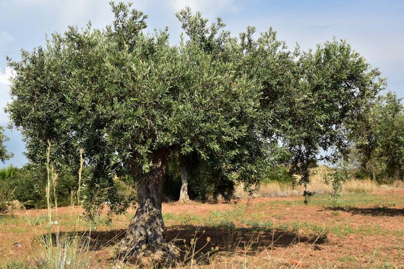 Oliviers à Rognac pour produire de l'huile d'olive